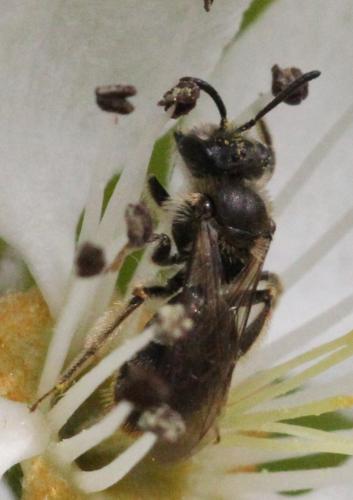 Andrena sp.